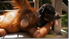 1296032058_pic-22111