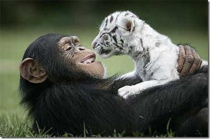 ОДИТИНГ ПРОГРАММА ПРОЧИЩЕНИЯ ЭМОЦИЙ